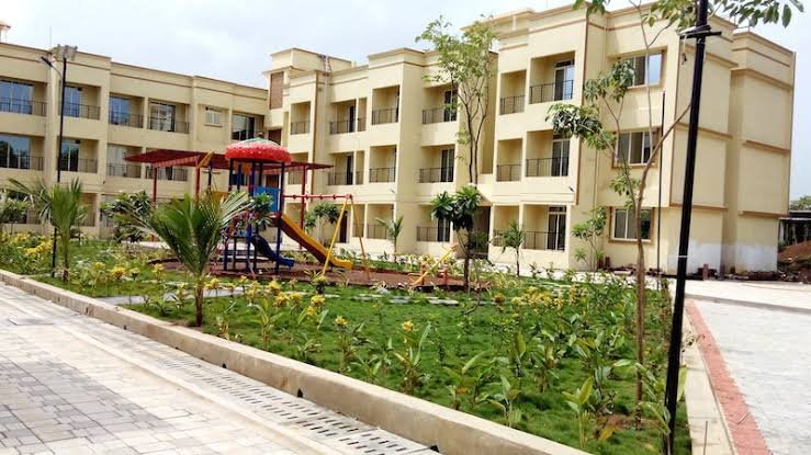 Jashnani Chintamani Habitat Daffodils Type G E