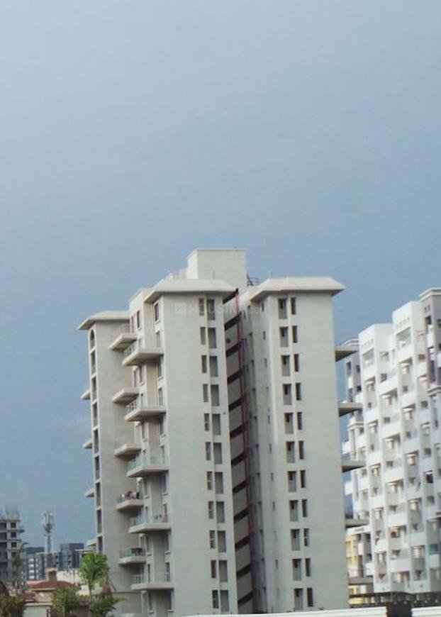 Alcon Silverleaf